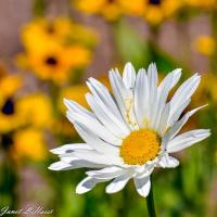 Daisy Tendril by Janet Haist