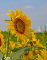 Sunflower #8 by Janet Haist