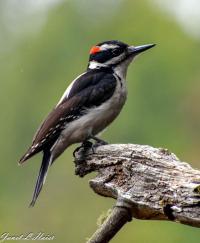 Downy woodpecker by Janet Haist