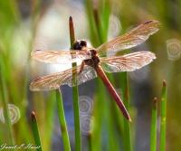 Dragonfly #4 by Janet Haist