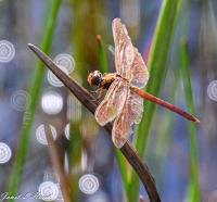 Dragon Fly #8 by Janet Haist